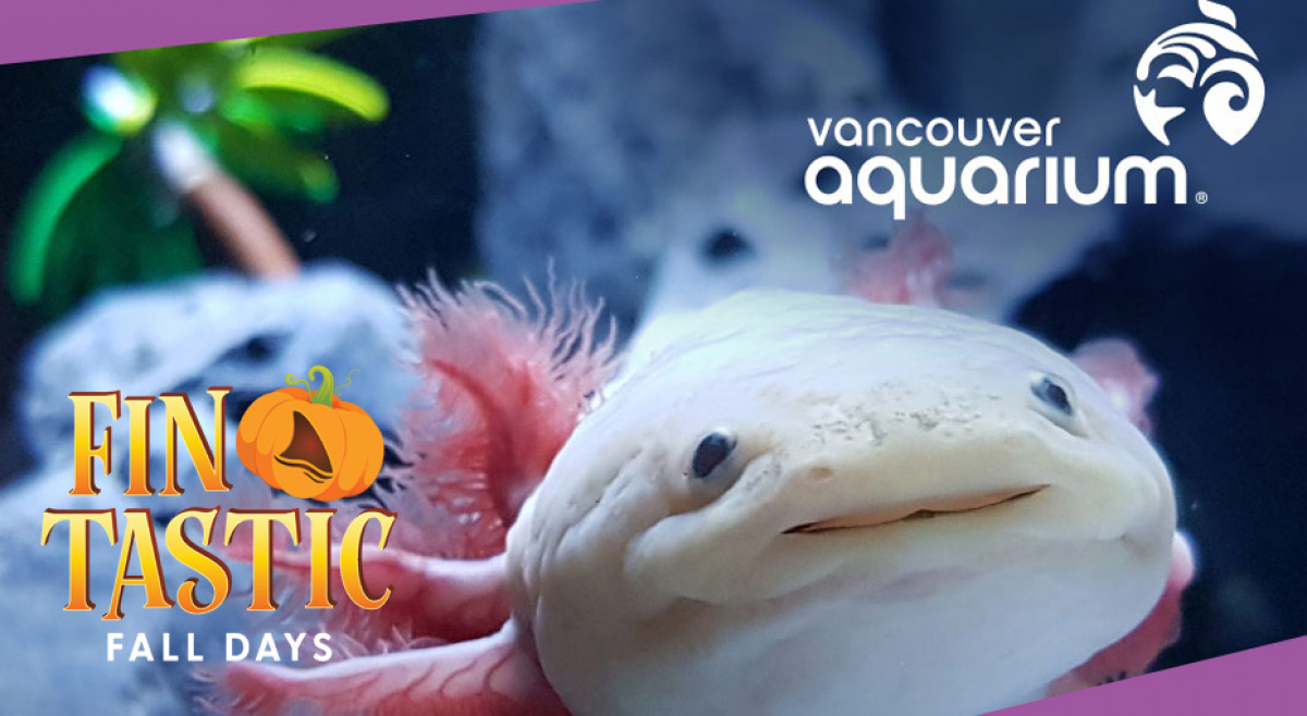 Win 4 Tickets to the Vancouver Aquarium
